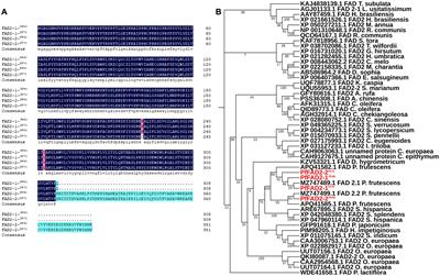 Crucial amino acids identified in Δ12 fatty acid desaturases related to linoleic acid production in Perilla frutescens